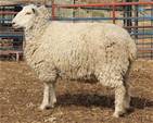 Sheep Trax Lexi 301L